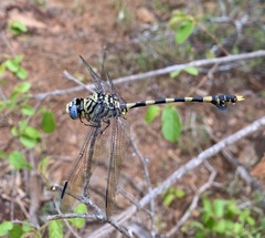 Ictinogomphus ferox