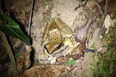 Sylvirana mortenseni