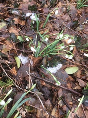 Galanthus nivalis
