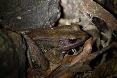 Sylvirana mortenseni