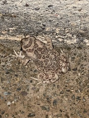 Sclerophrys mauritanica