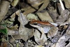 Sylvirana mortenseni