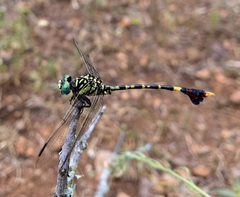 Paragomphus sabicus