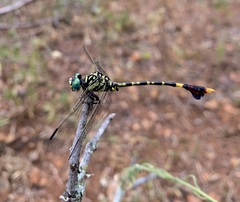 Paragomphus sabicus