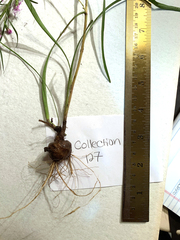 Liatris microcephala