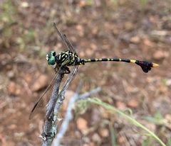 Paragomphus sabicus