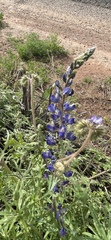 Lupinus sparsiflorus