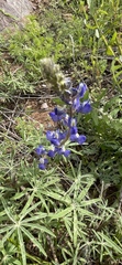 Lupinus sparsiflorus