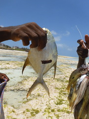 Trachinotus blochii