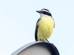 Pitangus sulphuratus