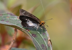 Gerosis phisara