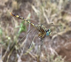 Crenigomphus hartmanni