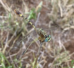Crenigomphus hartmanni