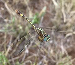 Crenigomphus hartmanni