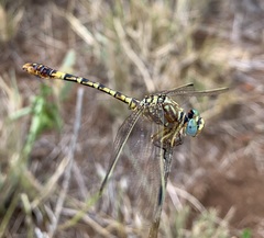 Crenigomphus hartmanni