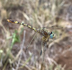 Crenigomphus hartmanni
