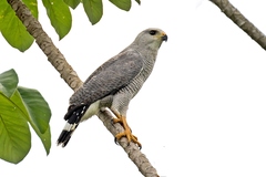Buteo nitidus