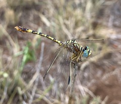 Crenigomphus hartmanni