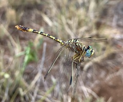 Crenigomphus hartmanni