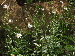 Aster lautureanus