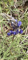 Lupinus sparsiflorus