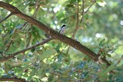 Ficedula speculigera