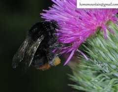 Bombus ignitus