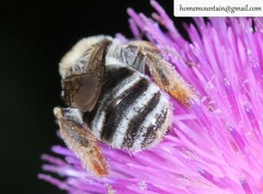 Eucera chinensis