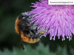 Bombus hedini