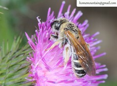 Halictus quadricinctus