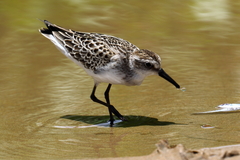 Calidris pusilla