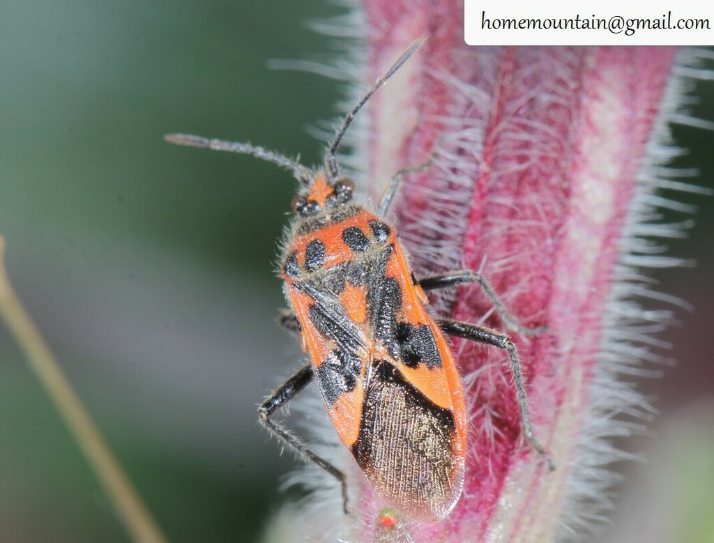 Corizus tetraspilus in May 2022 by Home Mountain · iNaturalist