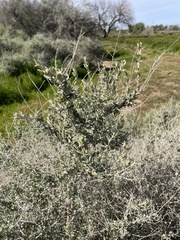Atriplex polycarpa