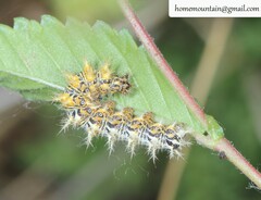 Nymphalini