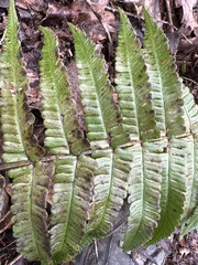 Dryopteris affinis