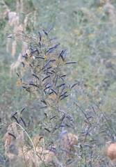 Calicotome spinosa