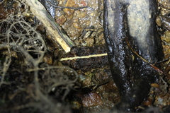 Limnonectes gyldenstolpei