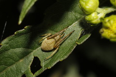 Acacesia hamata