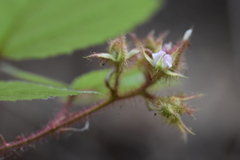 Rubus phoenicolasius