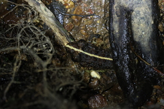 Limnonectes gyldenstolpei