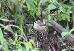 Prinia flaviventris