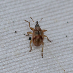 Corimalia tamarisci