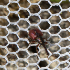 Tatianaerhynchites aequatus