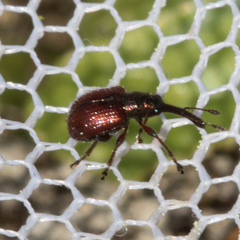 Tatianaerhynchites aequatus