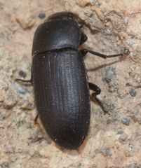 Opatroides punctulatus