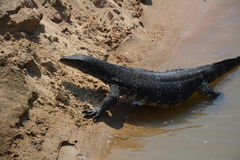 Varanus salvator salvator