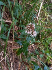 Eupatorium shimadae