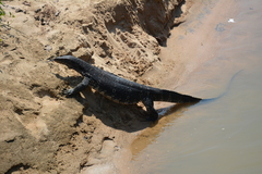 Varanus salvator salvator