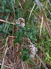 Eupatorium shimadae