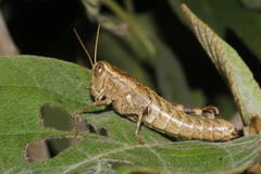 Phaulotettix